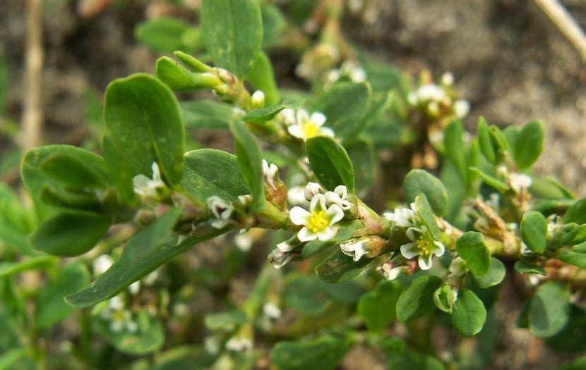 Flores diminutas de Polygonum aviculare en las axilas de las hojas