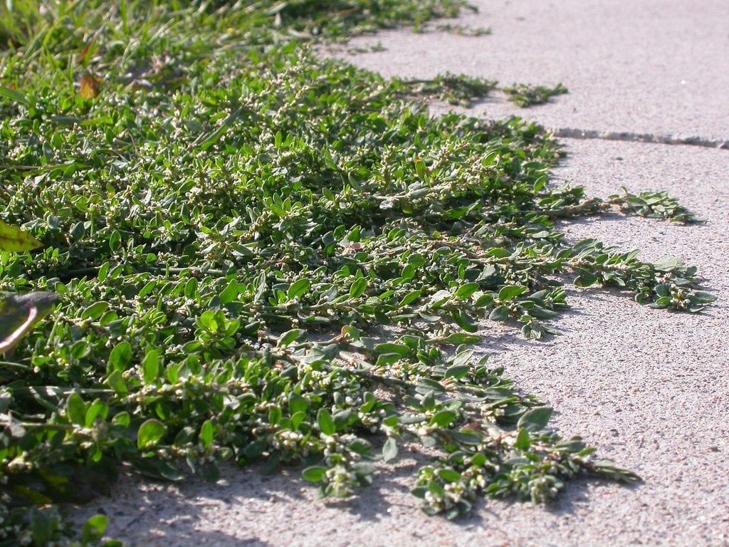Vista del Polygonum aviculare
