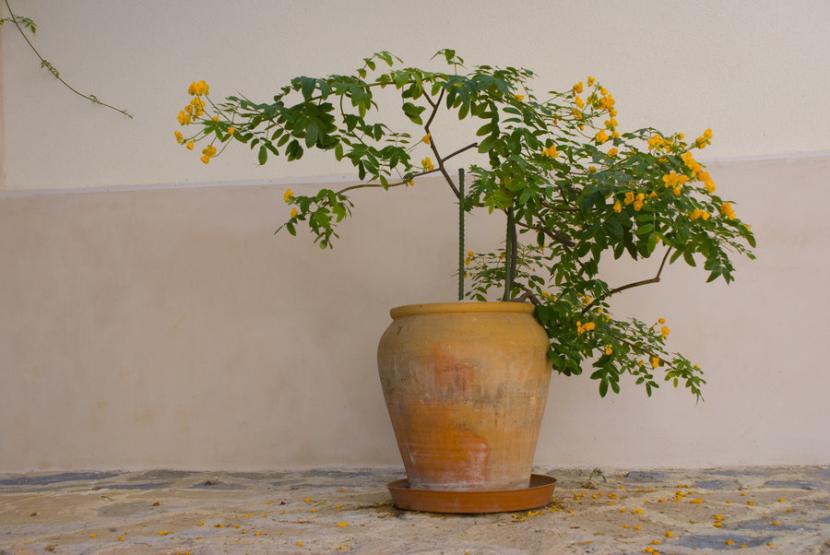Cassia