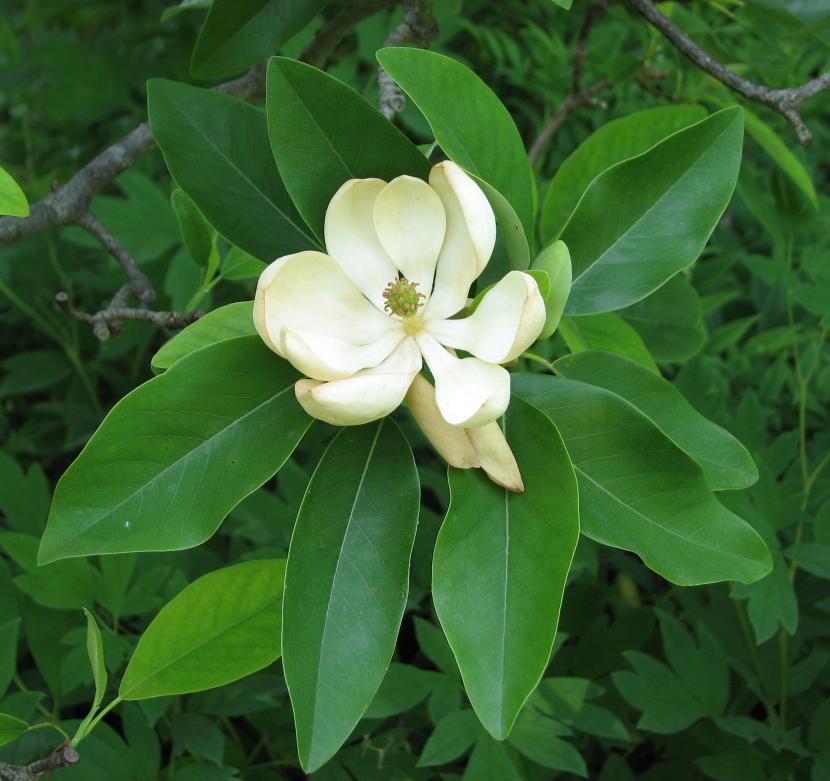 Magnolia