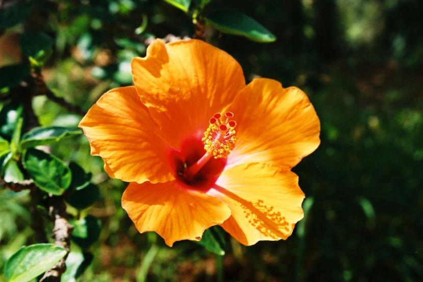 Hibiscus