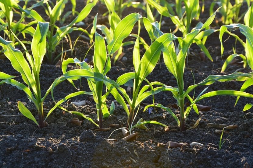 Plantas creciendo en un huerto