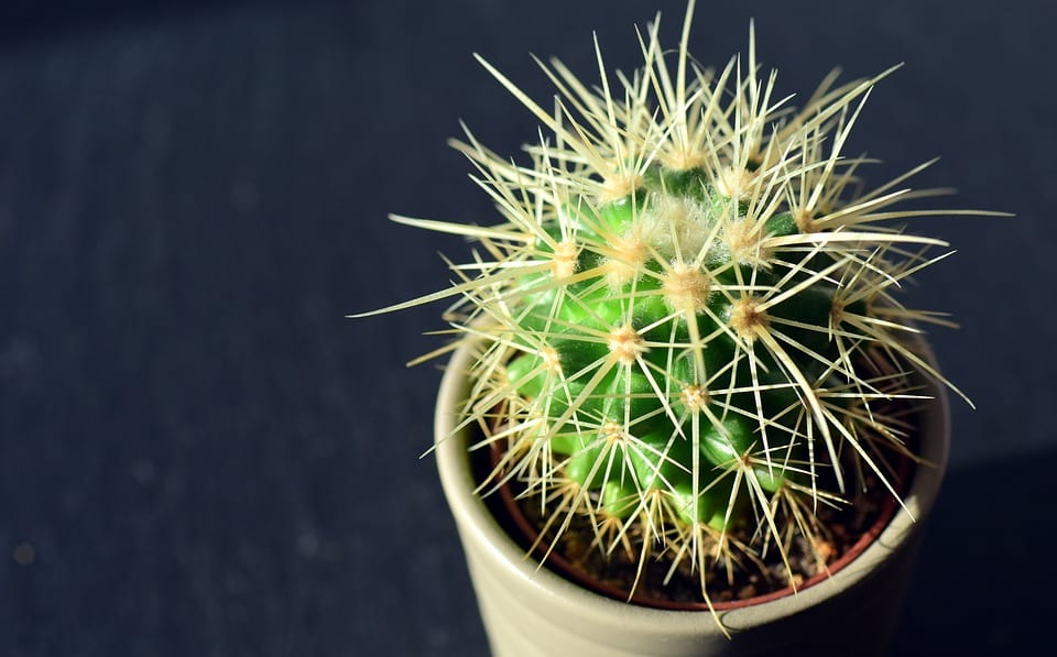Por qué es importante trasplantar las plantas de maceta