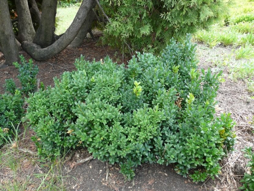 Buxus sempervirens, la planta de boj