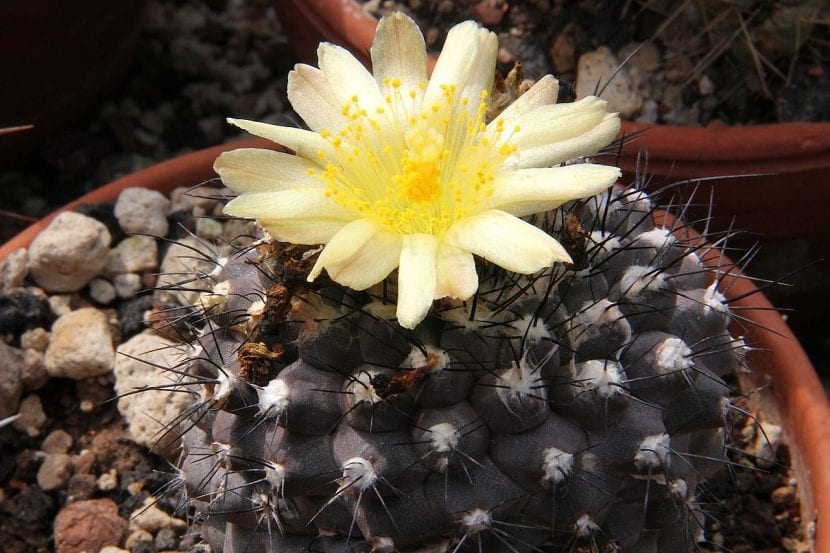 Ejemplar de Copiapoa hypogea en flor