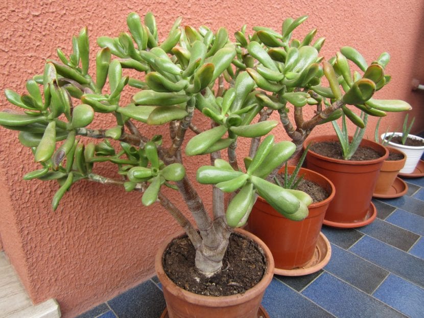 Planta Crassula ovata en maceta