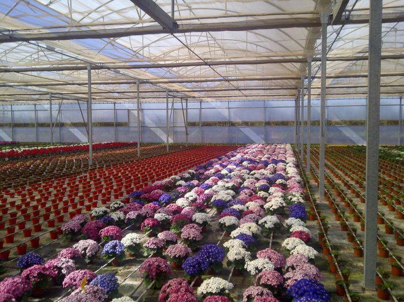 Vivero de plantas