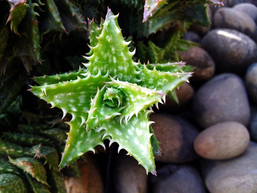 Ejemplar de Aloe juvenna