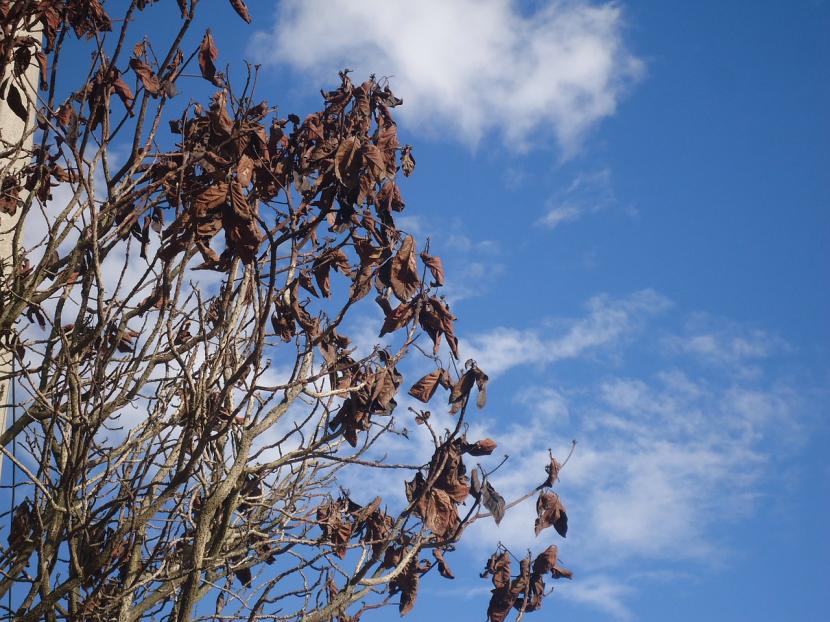 Árbol