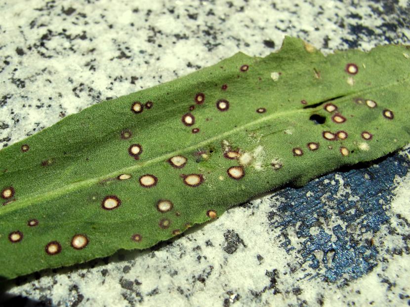 Hoja enferma