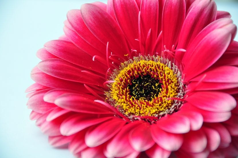 Flor de Gerbera roja