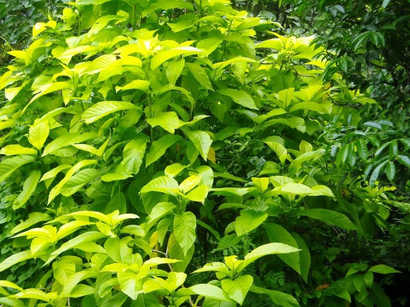 Plantas ornamentales en jardín