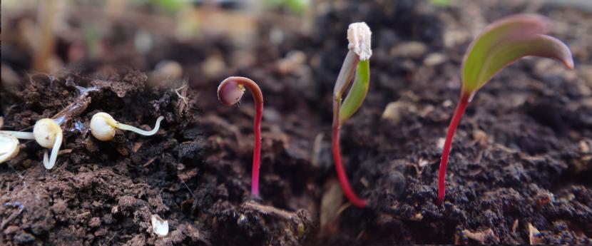 Germinación de Quinua