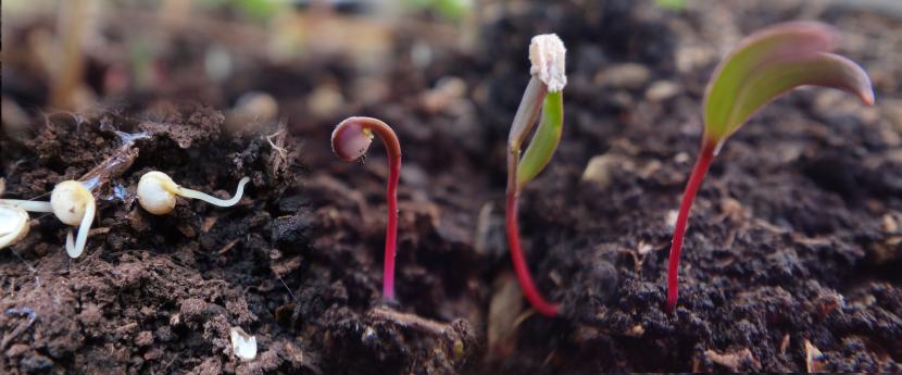 Semillas que no germinan: guía de diagnóstico