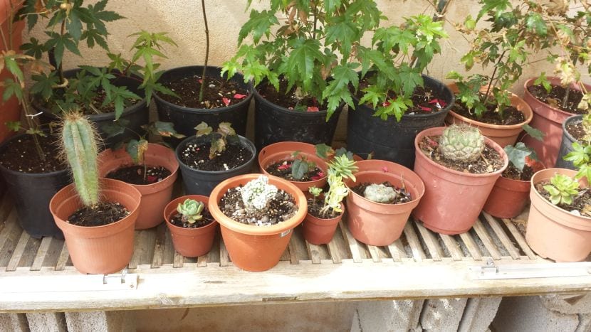 Barrera cactus