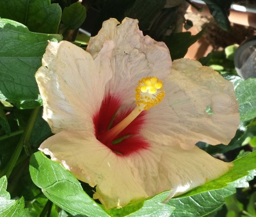 Proteger las plantas de los animales: guía por especie