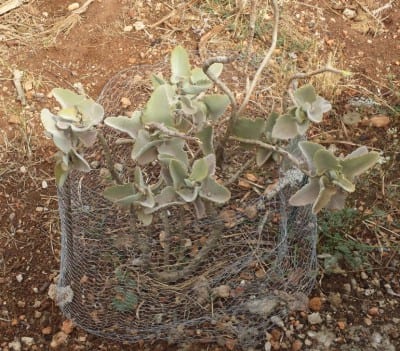 Rejilla metálica protegiendo un semillero de plantas