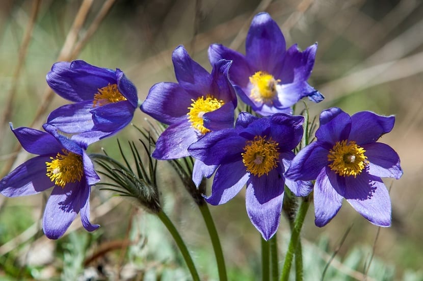 la pulsatilla es altamente tóxica