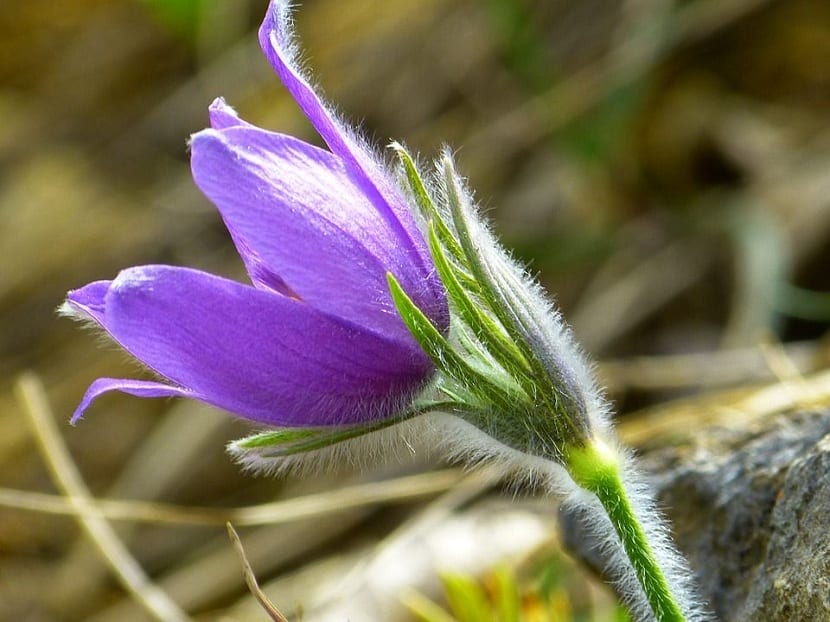 Pulsatilla: cultivo, toxicidad y su fama medicinal