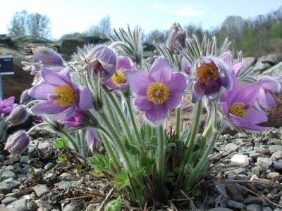 Mata de pulsatilla en cultivo con acolchado de gravilla