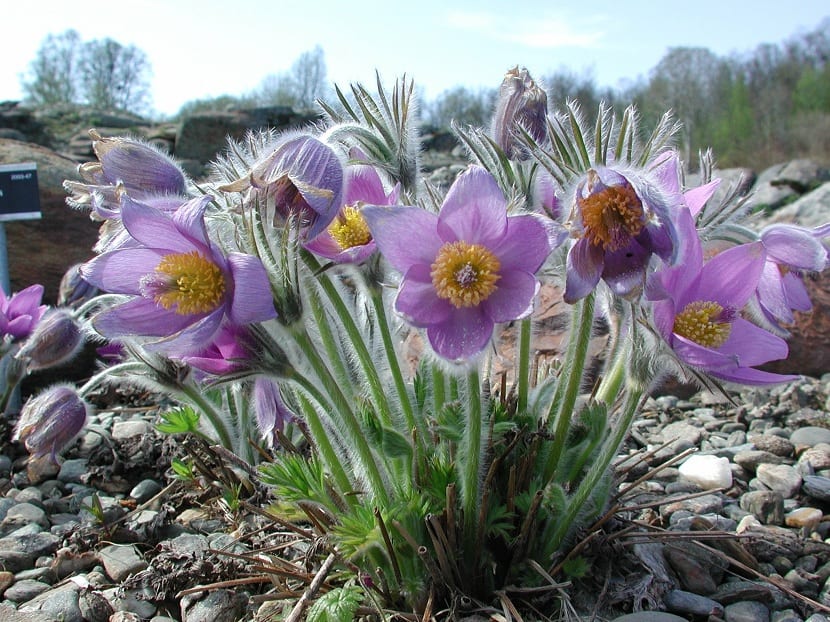 la pulsatilla es una planta protegida