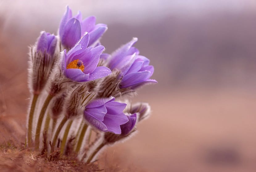 la pulsatilla se emplea para usos medicinales