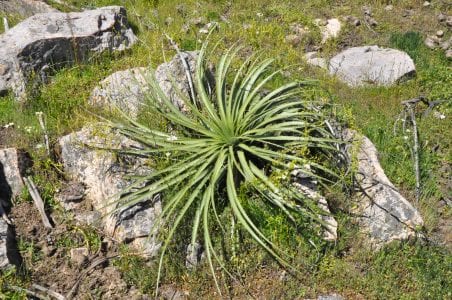 Roseta espinosa e inflorescencia de Puya chilensis