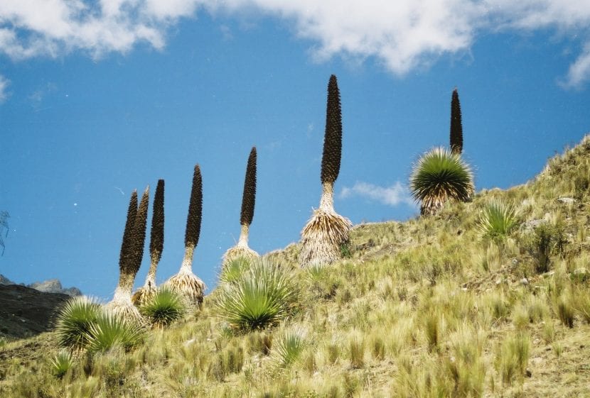 La puya es una planta muy resistente a la sequía