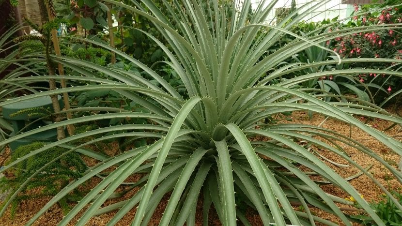 Las hojas de la Puya son arrosetadas