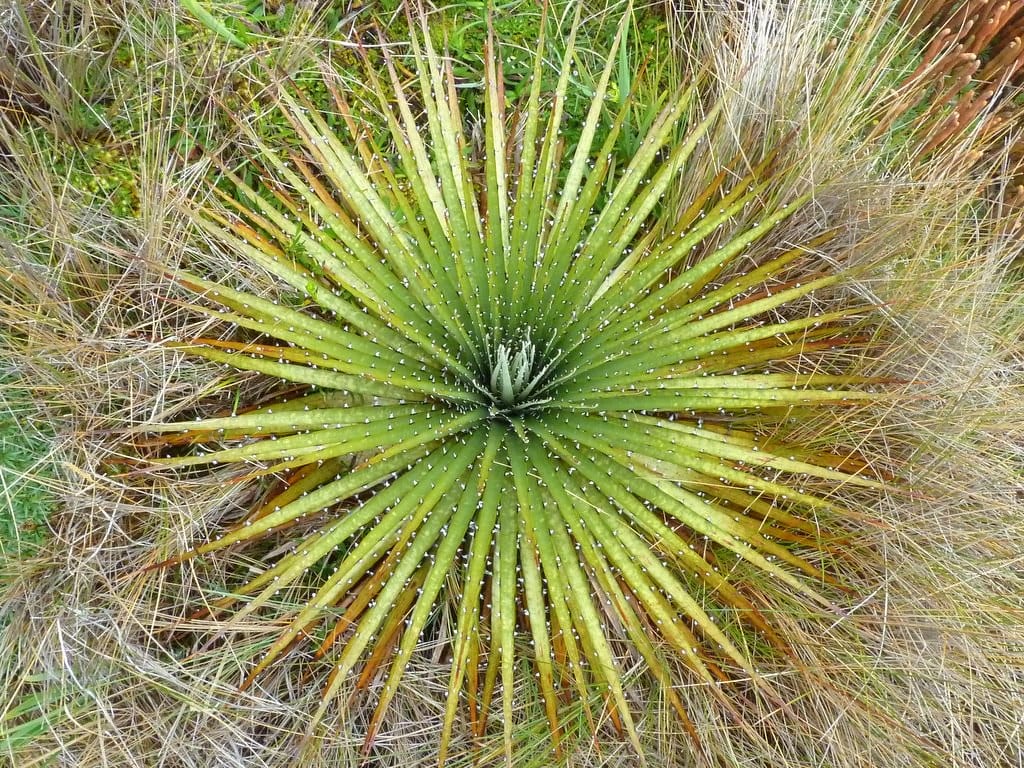 Puya: cultivo en España y la fama de comer ovejas