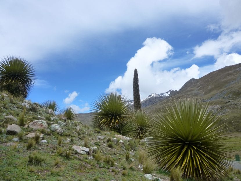 Las Puya son plantas decorativas