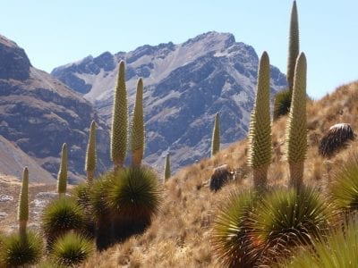 Puya raimondii con su inflorescencia gigante en la puna andina