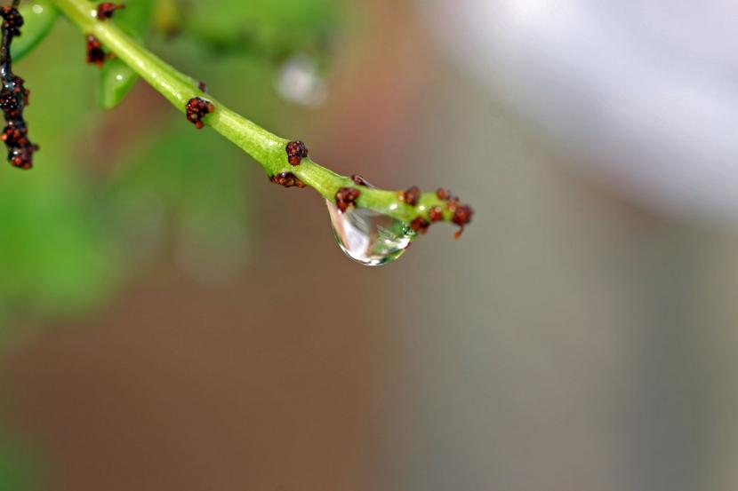 Gota de agua en planta
