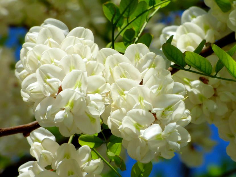 Robinia