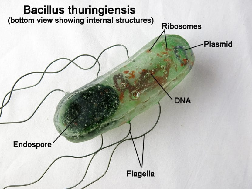 Imagen del Bacillus thuringiensis