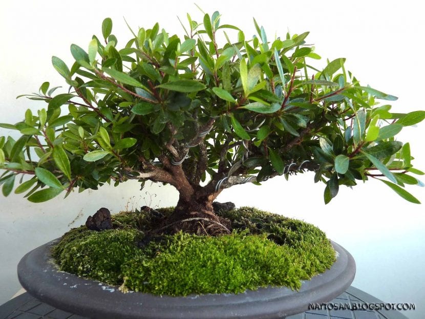 Musgo en bonsái de Azalea