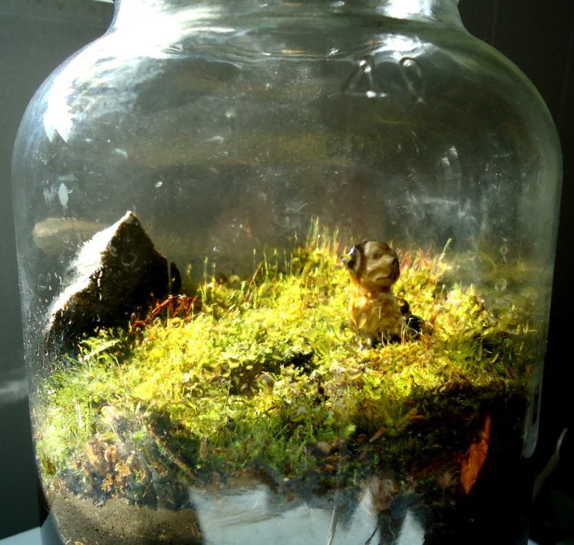 Pon musgo en tu terrario para que se vea espectacular