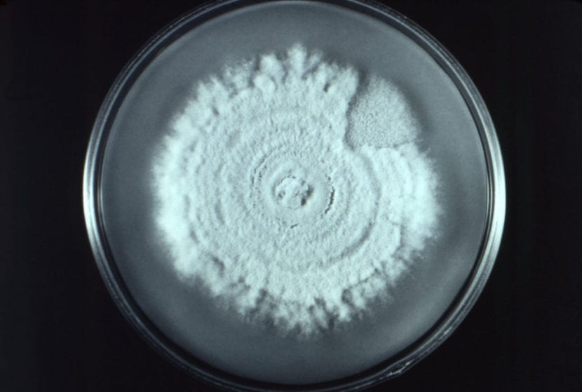 Beauveria bassiana