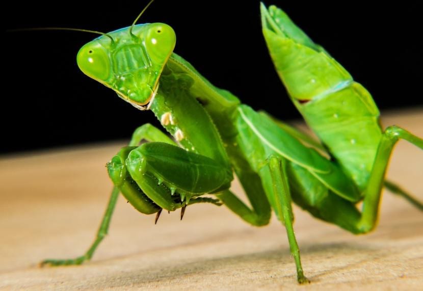 Mantis religiosa