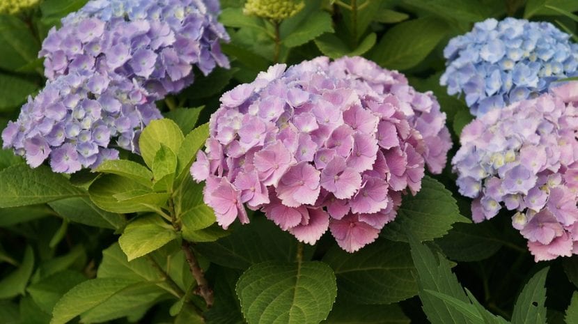 Planta de hortensia en flor