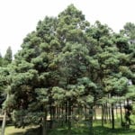 Chamaecyparis pisifera