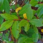 Laurus nobilis