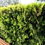 Cupressus