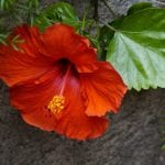 Planta de hibiscus con flor