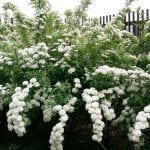 Spiraea cantoniensis o Corona de Novia en flor