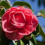 Camelia