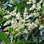 Árbol de Ligustrum lucidum en flor