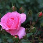 Rosal de flor rosa