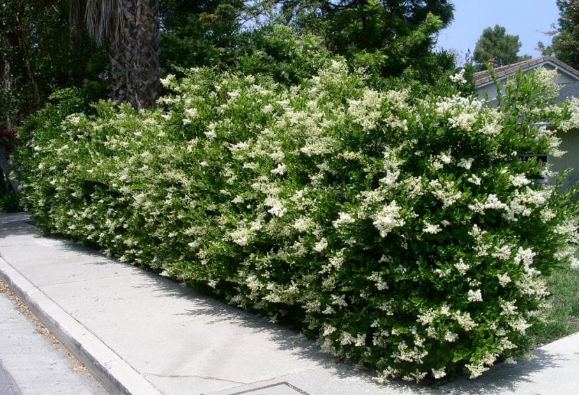 Seto informal de ligustrum
