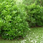 Viburnum lucidum